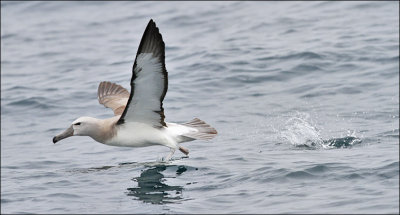 Salvin's Albatross, juv. (9/14)