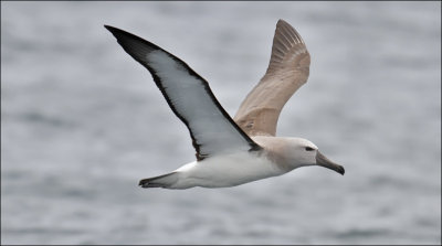 Salvin's Albatross, juv (10/14)