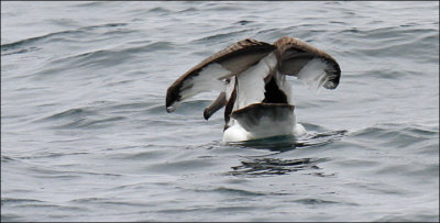 Salvin's Albatross, juv. (11/14)