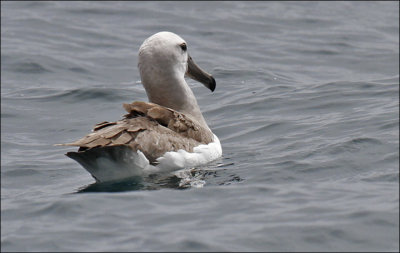Salvin's Albatross, juv. (14/14)