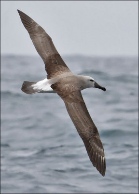 Salvin's Albatross, juv. (2/14)