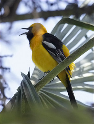 Hooded Oriole, male