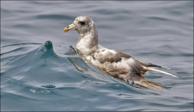 Northern Fulmar