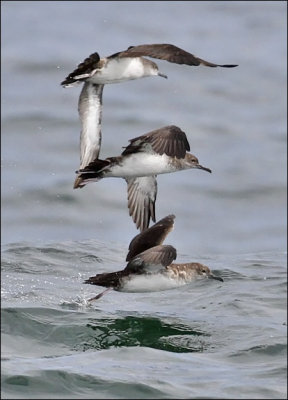 Black-vented Shearwaters