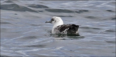 Black-vented Shearwater, pied plumage