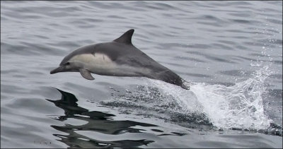 Long-beaked Common dolphin