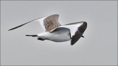 Sabine's Gull, juvenile