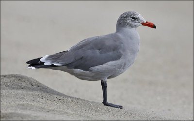 Heermann's Gull, presumed 3rd 