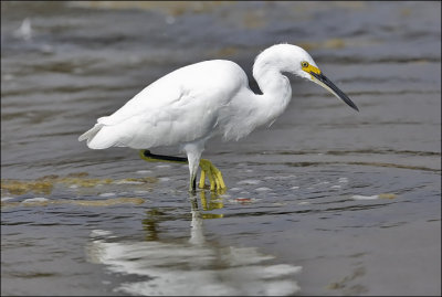 Snowy Egret