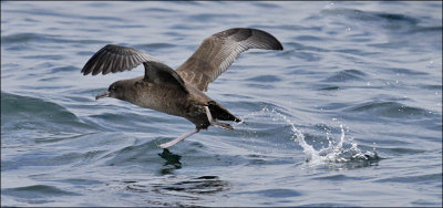 Sooty Shearwater