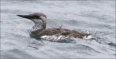Common Murre, pre basic adult