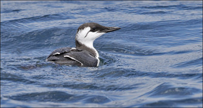 Common Murre, 1st year
