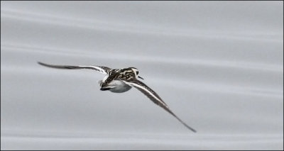 Red-necked Phalarope, juvenile