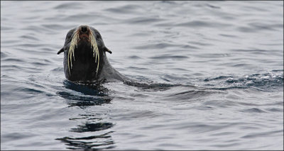 Northern Fur Seal (2 of 2)
