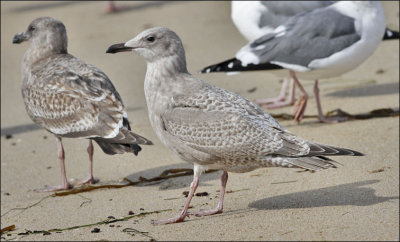 Glaucous-winged x Herring Gull, 1st cycle (1 of 2)