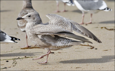 Glaucous-winged x Herring Gull, 1st cycle (2 of 2)
