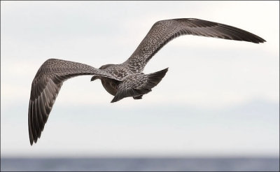 Herring Gull, juvenile