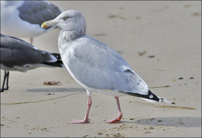 Herring Gull, basic adult (2 of 2)