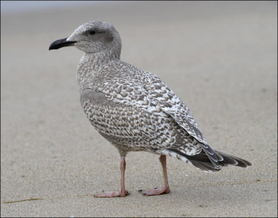 Juvenile Glaucous-winged x Herring Gull hybrid