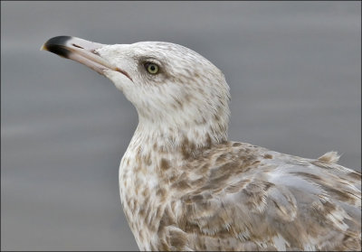 Herring Gull, 2nd cycle