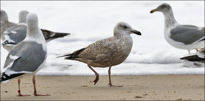 Herring Gull, 2nd cycle (2 of 4)