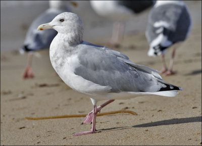 Thayer's Iceland Gull, basic adult