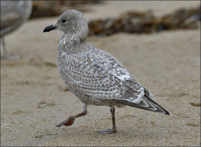 Thayer's Iceland Gull, juvenile