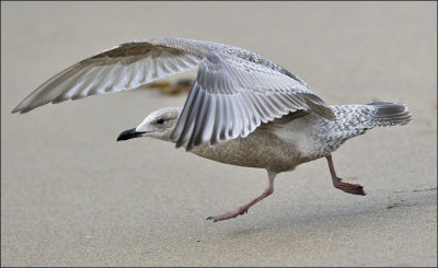 Thayer's Iceland Gull, 2nd cycle