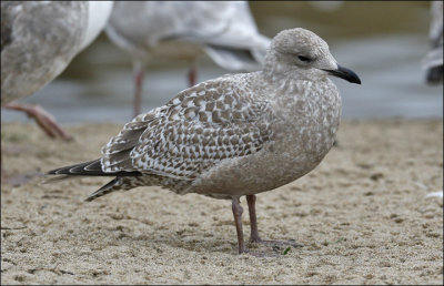 Thayer's Iceland Gull, juvenile