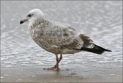 Thayer's Iceland Gull, 2nd cycle (1 of 2)