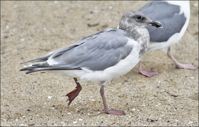 Glaucous-winged x Western Gull, 3rd cycle