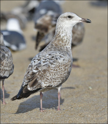 Herring Gull, 1st cycle