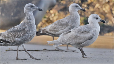 possible Kumlien's Iceland Gull, cy1 with GWxWEGU (center) & WEGU (left)