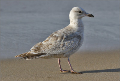 Thayers Iceland Gull, 1st cycle