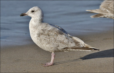 Thayer's Iceland Gull, 1st cycle