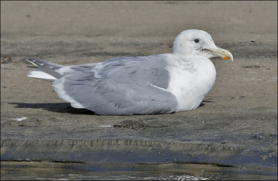 Glaucous-winged x Herring Gull, prealternate adult (1 of 2)