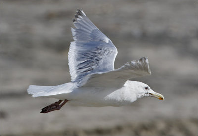 Glaucous-winged x Herring Gull, prealternate adult (2 of 2)