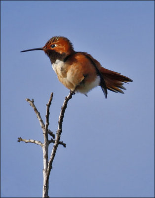 Allen's/Rufous Hummingbird, male (1 of 2)