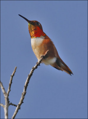 Allen's/Rufous Hummingbird, male  (2 of 2)