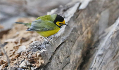 Hooded Warbler, male (2 of 4)