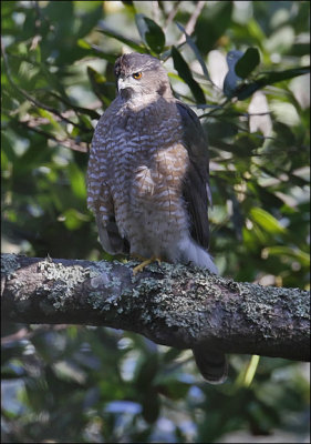 Cooper's Hawk, adult female