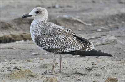 Lesser Black-backed Gull, 1st cy