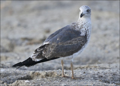 Lesser Black-backed Gull, 2nd cy