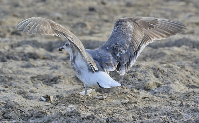 Lesser Black-backed Gull (L. f. graellsi), 2nd cy