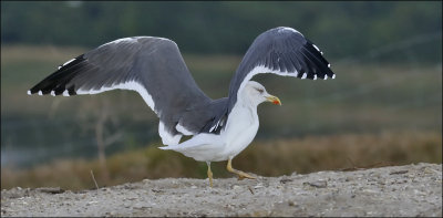 Lesser Black-backed Gull , adult