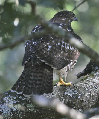 'Red-tailed Hawk, immature