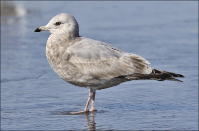 Thayer's Iceland Gull, 2nd cycle