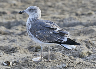 Lesser Black-backed Gull (L. f. graellsii), 2nd cy