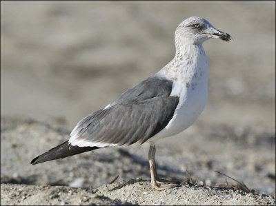 Lesser Black-backed Gull, 3rd cy