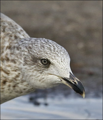 Lesser Black-backed Gull (L. f. graellsii) 2nd cy